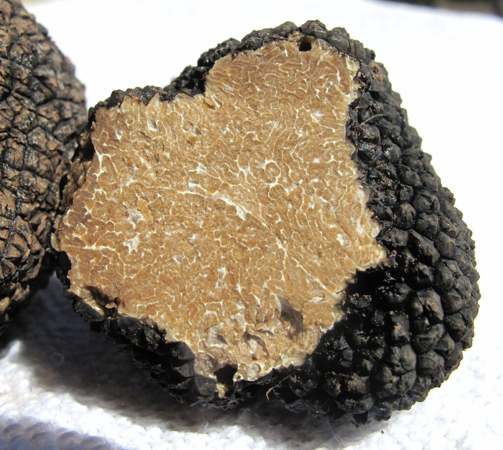 truffle, real truffle, mushroom, delicacy, tuber, mushroom genus, related truffle, marbled, flesh, cross-section, sought after, edible mushroom, expensive, price, precious, spherical nodular, spherical, tuberous, fruiting bodies, trama, plektenchym, plaiting materials, translucent fabric, brown, earth tones, black, dark, summer truffle, tuber aestivum, scorzone, taste, nutty, food, würzpilz, mycorrhiza, underground, truffle, truffle, truffle, truffle, truffle